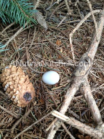 geocaching bird egg