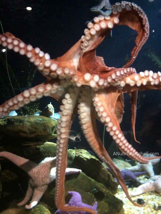 Exploring the Aquarium Atlanta Eat Move Make