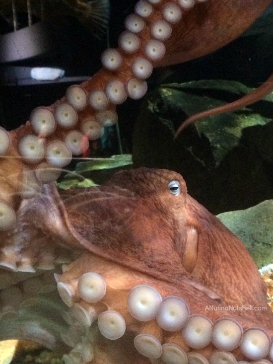 Exploring the Aquarium Atlanta Eat Move Make