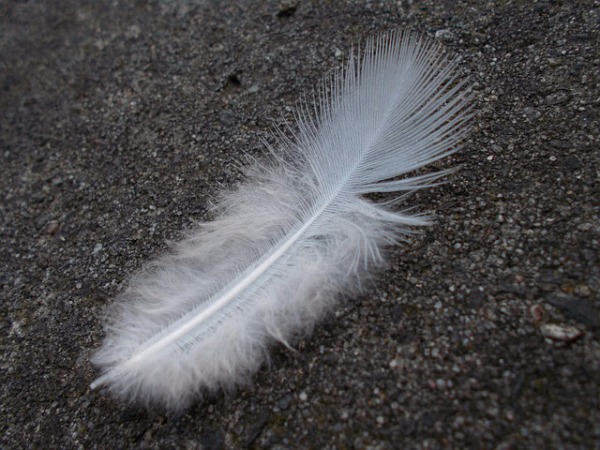 bird feather