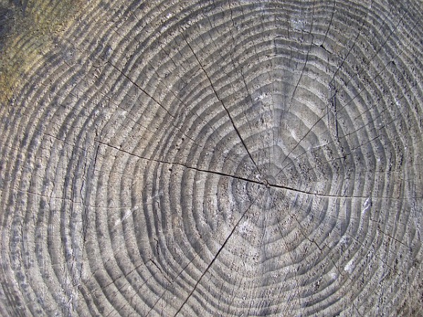 count tree rings on a tree stump