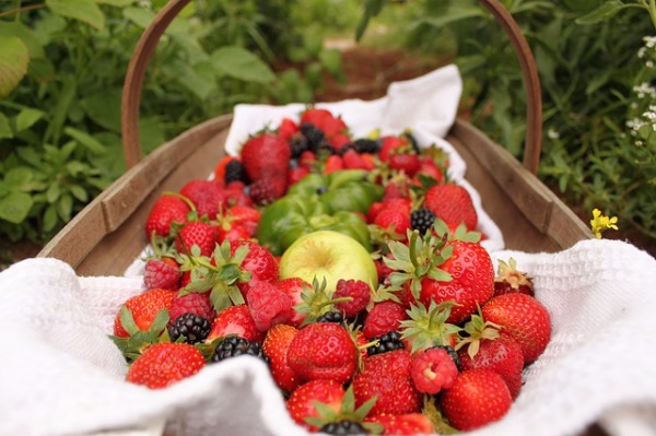 picnic with fresh produce